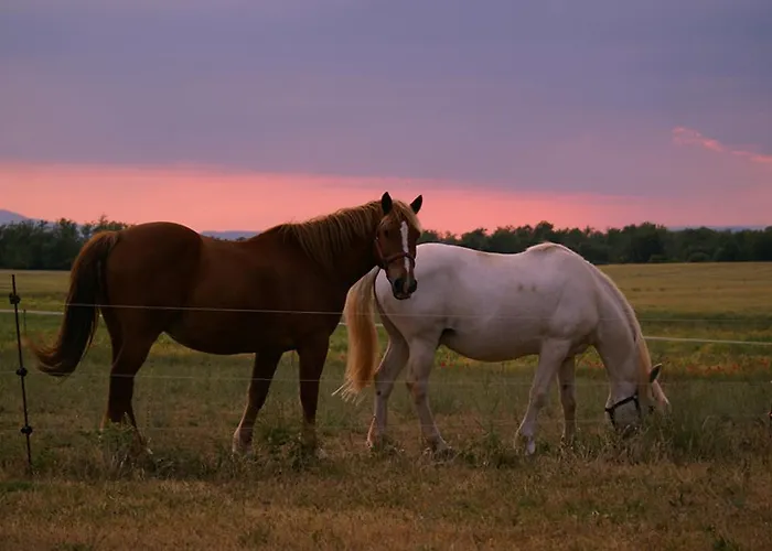 Bed & Breakfast De La Cherine 4*